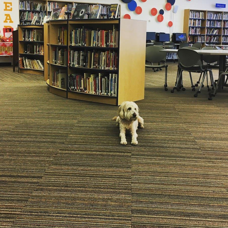 The library therapy dog sitting in front of a bookshelf